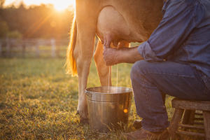 Proper hand milking technique using a stainless steel pail